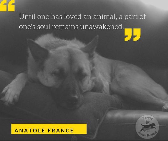 Harvey Animal Hospital - Veterinary Clinic in Grosse Pointe - Until one has loved an animal, a part of one's soul remains unawakened - Anatole France 