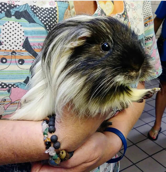 Guinea pig