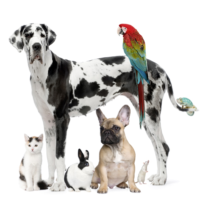 Detroit Veterinarian - Pet Clinic | About Harvey Animal Hospital