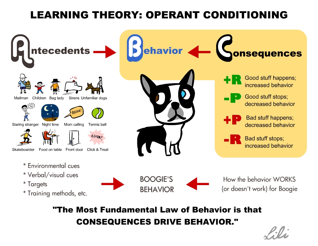 Pet Behavior & Training - Counter Conditioning | Harvey Animal Hospital